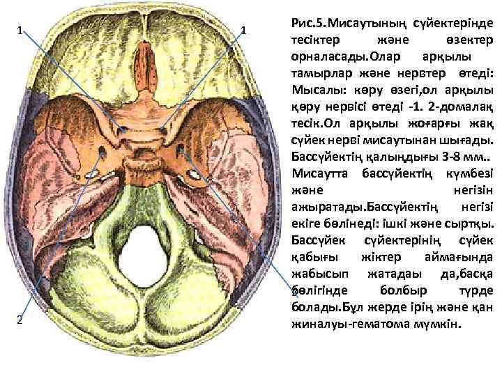 1 2 1 Рис. 5. Мисаутының сүйектерінде тесіктер және өзектер орналасады. Олар арқылы тамырлар