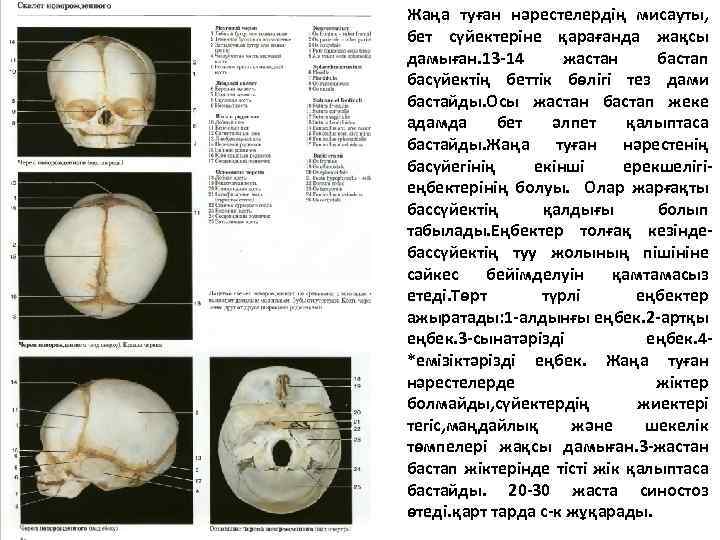 Жаңа туған нәрестелердің мисауты, бет сүйектеріне қарағанда жақсы дамыған. 13 -14 жастан бастап басүйектің