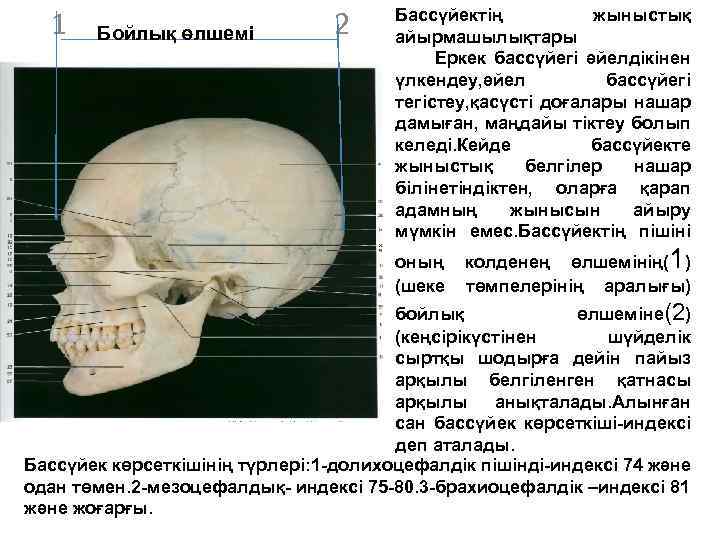 1 Бойлық өлшемі 2 Бассүйектің жыныстық айырмашылықтары Еркек бассүйегі әйелдікінен үлкендеу, әйел бассүйегі тегістеу,