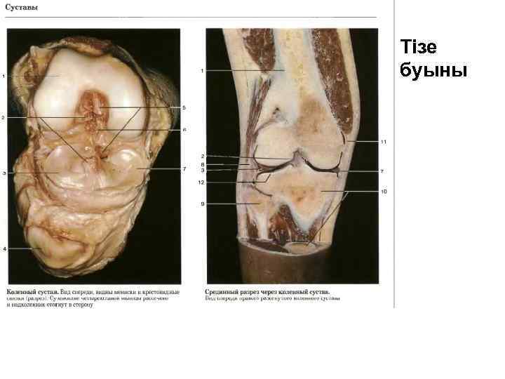 Тізе буыны 