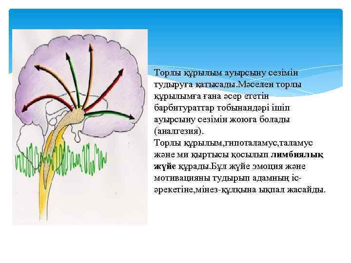 Торлы құрылым ауырсыну сезімін тудыруға қатысады. Мәселен торлы құрылымға ғана әсер ететін барбитураттар тобынандәрі