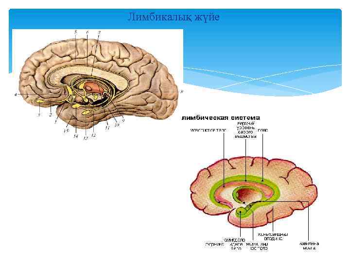 Лимбикалық жүйе 
