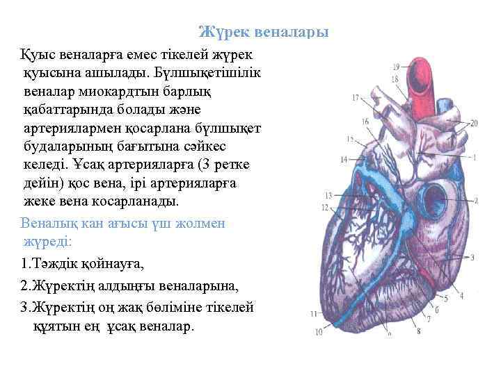 Жүрек веналары Қуыс веналарға емес тікелей жүрек қуысына ашылады. Бүлшықетішілік веналар миокардтын барлық қабаттарында