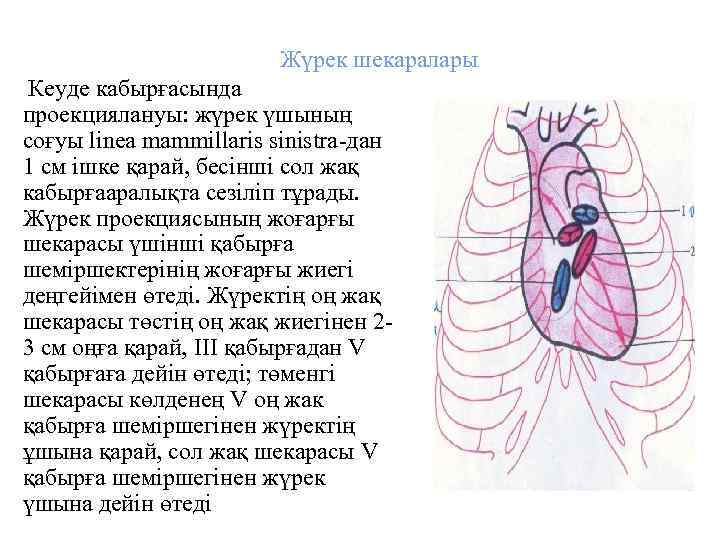 Жүрек шекаралары Кеуде кабырғасында проекциялануы: жүрек үшының соғуы linea mammillaris sinistra-дан 1 см ішке