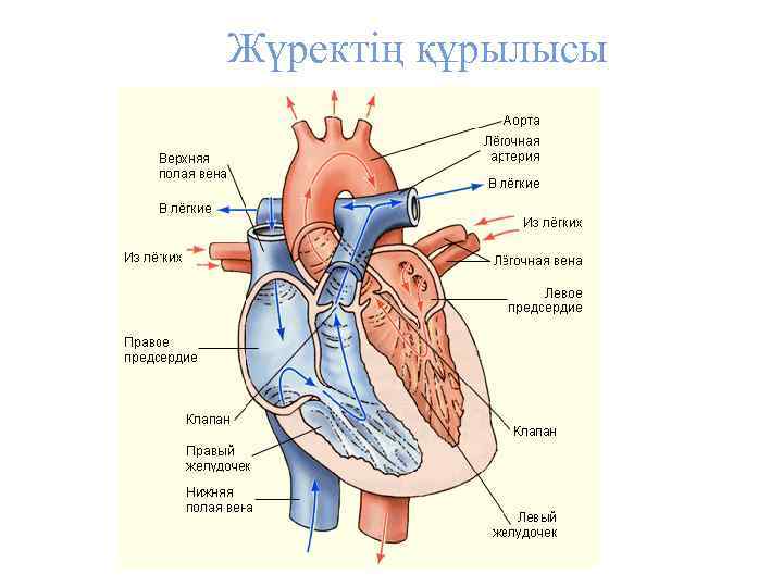  Жүректің құрылысы 