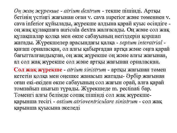 Оң жақ жүрекше - atrium dextrum - текше пішінді. Артқы бетінің үстіңгі жағынан оған