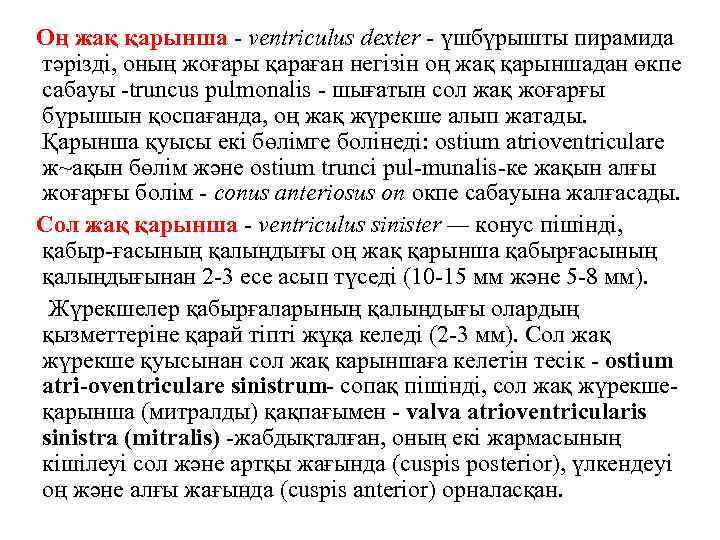 Оң жақ қарынша ventriculus dexter - үшбүрышты пирамида тәрізді, оның жоғары қараған негізін оң