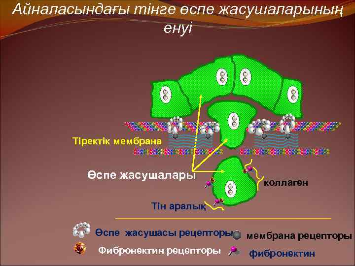 Айналасындағы тінге өспе жасушаларының енуі Тіректік мембрана Өспе жасушалары коллаген Тін аралық Өспе жасушасы