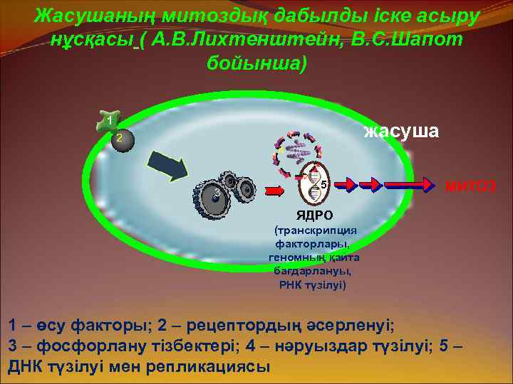 Жасушаның митоздық дабылды іске асыру нұсқасы ( А. В. Лихтенштейн, В. С. Шапот бойынша)