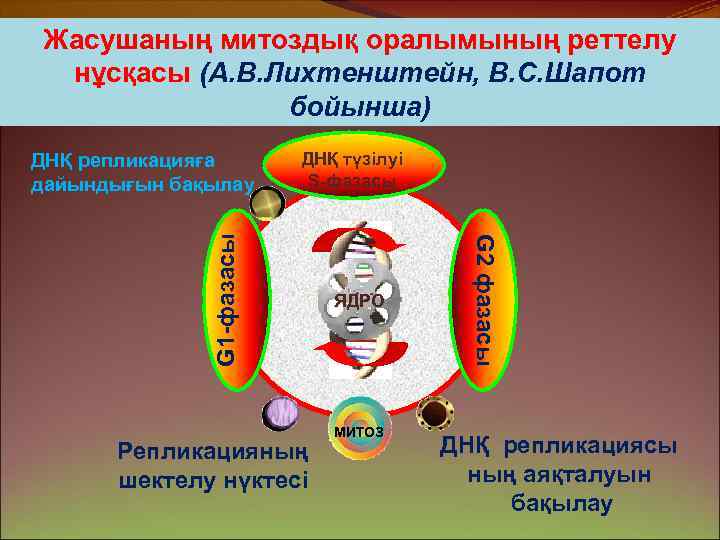 Жасушаның митоздық оралымының реттелу нұсқасы (А. В. Лихтенштейн, В. С. Шапот бойынша) ДНҚ түзілуі