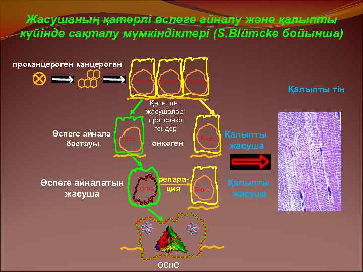 Жасушаның қатерлі өспеге айналу және қалыпты күйінде сақталу мүмкіндіктері (S. Blümcke бойынша) проканцероген Р-onc