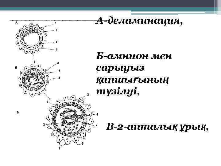 А-деламинация, Б-амнион мен сарыуыз қапшығының түзілуі, В-2 -апталық ұрық, 