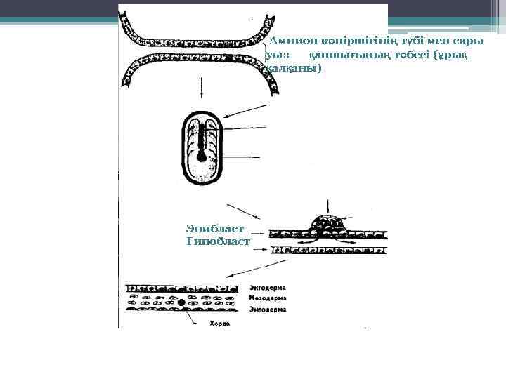 Амнион көпіршігінің түбі мен сары уыз қапшығының төбесі (ұрық қалқаны) Эпибласт Гипобласт 