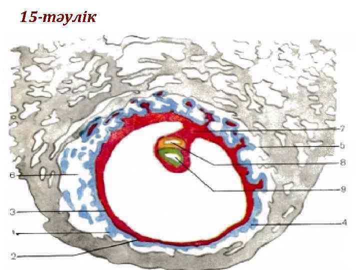 15 -тәулік 