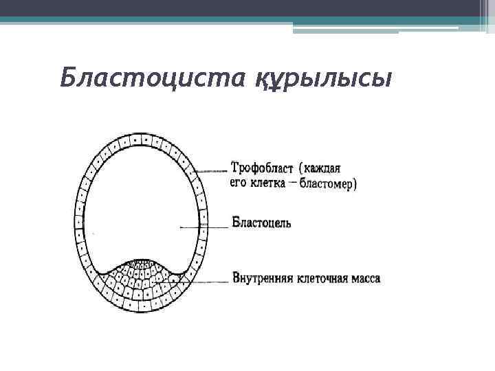 Бластоциста құрылысы 