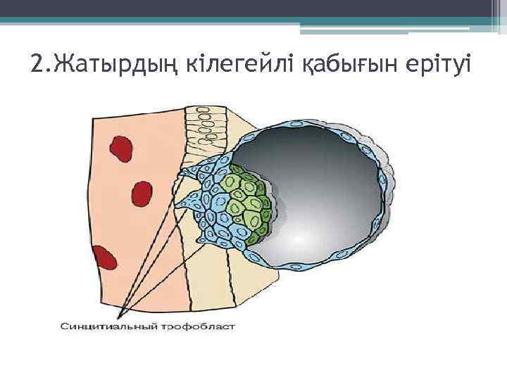 2. Жатырдың кілегейлі қабығын ерітуі 