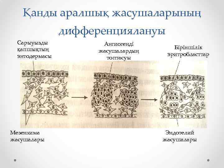 Қанды аралшық жасушаларының дифференциялануы Сарыуызды қапшықтың энтодермасы Мезенхима жасушалары Ангиогенді жасушалардың топтасуы Біріншілік эритробласттар