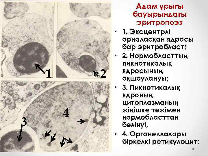 Постэмбриональный гемопоэз схема