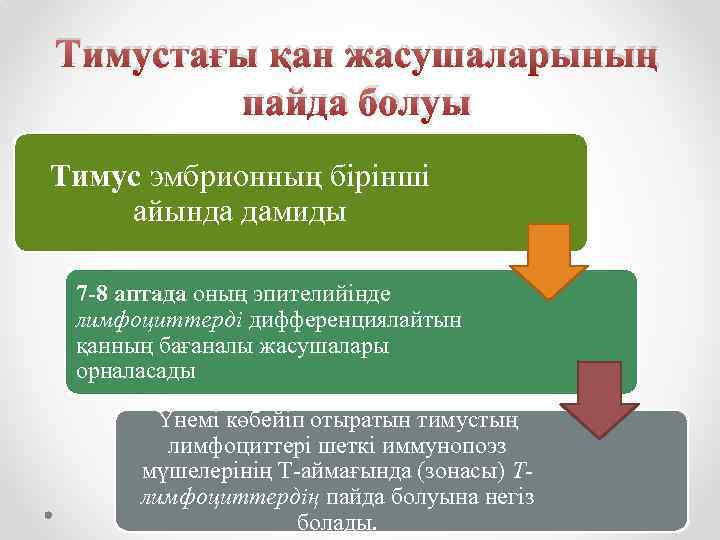 Тимустағы қан жасушаларының пайда болуы Тимус эмбрионның бірінші айында дамиды 7 -8 аптада оның