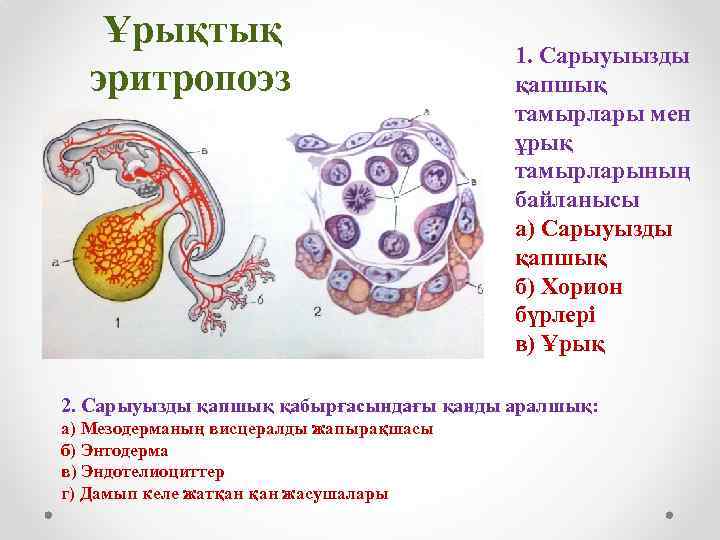 Постэмбриональный гемопоэз схема