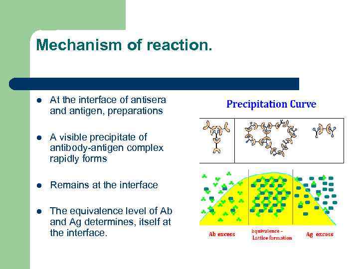 Mechanism of reaction. l At the interface of antisera and antigen, preparations l А