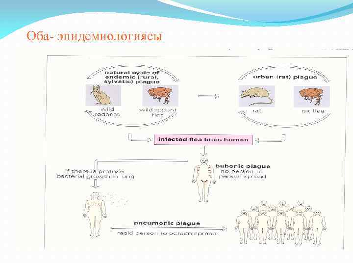Оба- эпидемиологиясы 