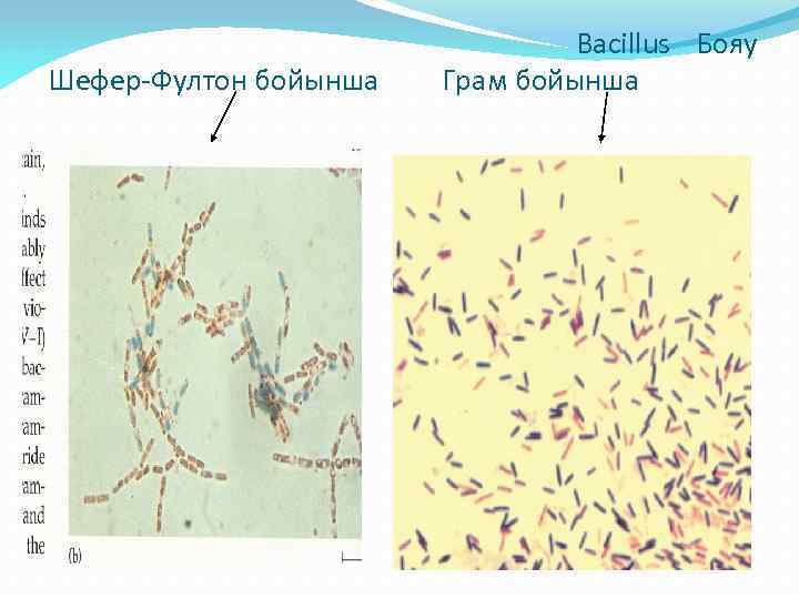 Шефер-Фултон бойынша Bacillus Бояу Грам бойынша 