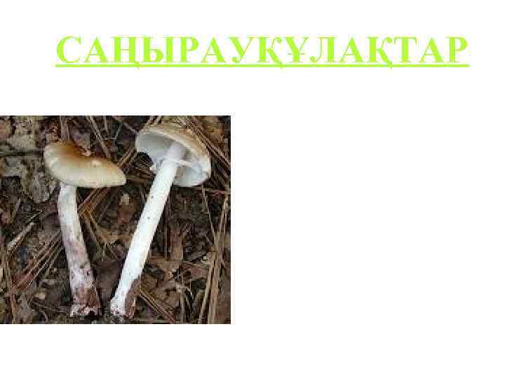 САҢЫРАУҚҰЛАҚТАР. 