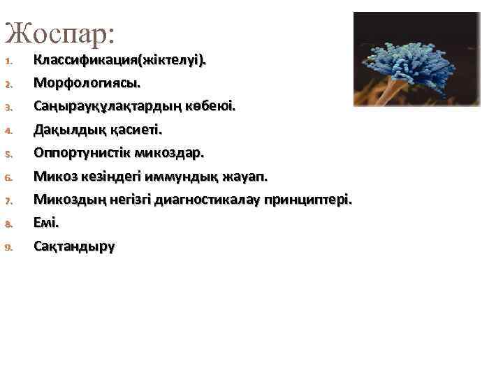 Жоспар: 1. 2. 3. 4. 5. 6. Классификация(жіктелуі). Морфологиясы. Саңырауқұлақтардың көбеюі. Дақылдық қасиеті. Оппортунистік