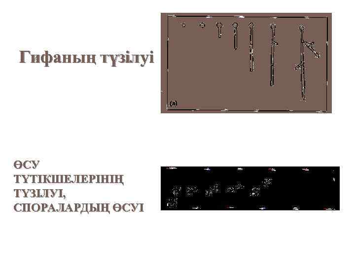 Гифаның түзілуі ӨСУ ТҮТІКШЕЛЕРІНІҢ ТҮЗІЛУІ, СПОРАЛАРДЫҢ ӨСУІ 