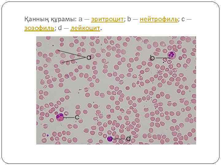 Қанның құрамы: a — эритроцит; b — нейтрофиль; c — эозофиль; d — лейкоцит.