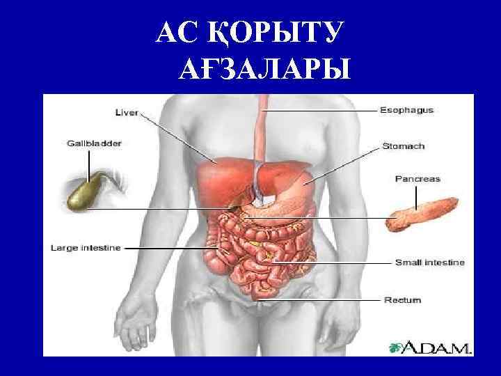 АС ҚОРЫТУ АҒЗАЛАРЫ 