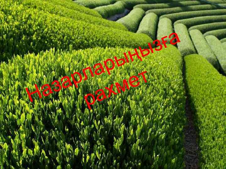 ға з ы ң ы ар т рл ме за ах а Н р