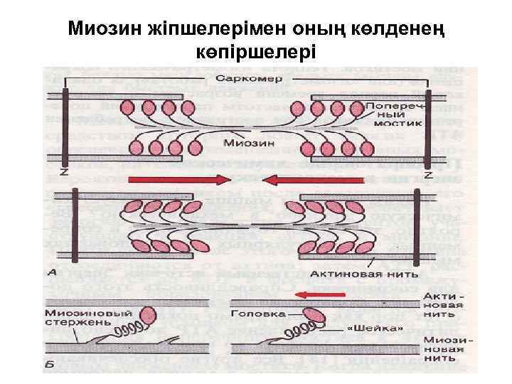 Миозин жіпшелерімен оның көлденең көпіршелері 
