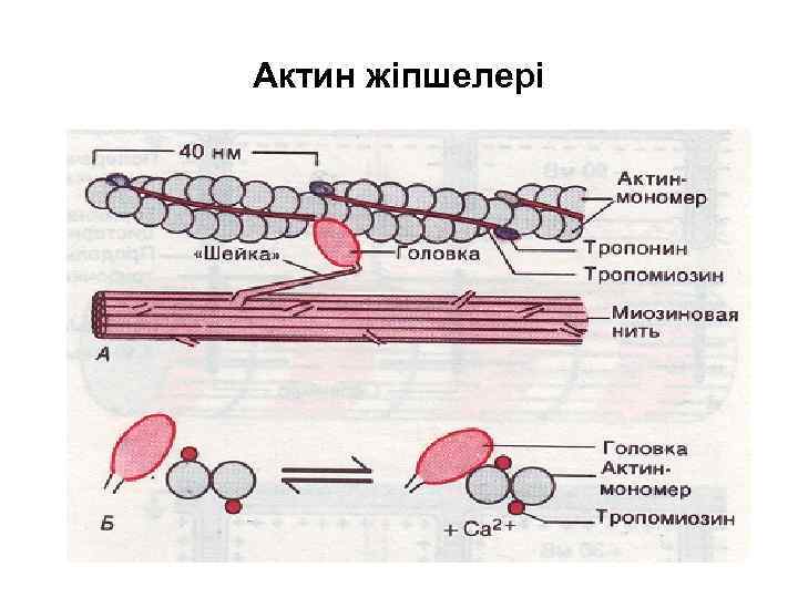 Актин жіпшелері 
