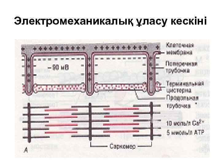 Электромеханикалық ұласу кескіні 
