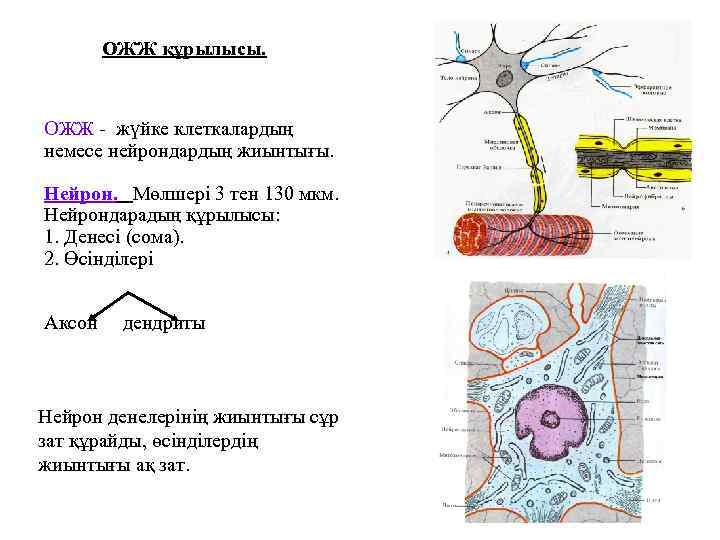 ОЖЖ құрылысы. ОЖЖ - жүйке клеткалардың немесе нейрондардың жиынтығы. Нейрон. Мөлшері 3 тен 130