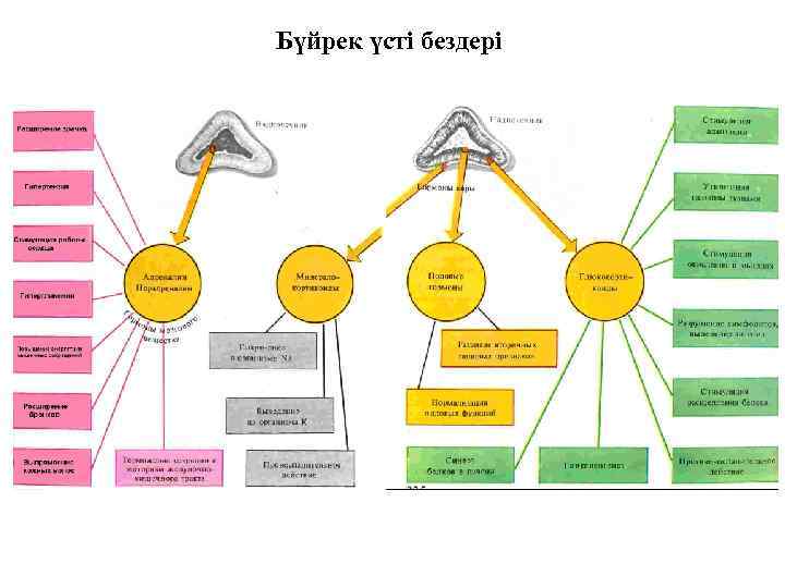 Бүйрек үсті бездері 