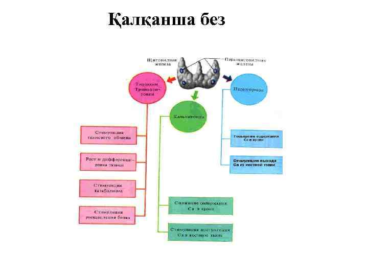 Қалқанша без 