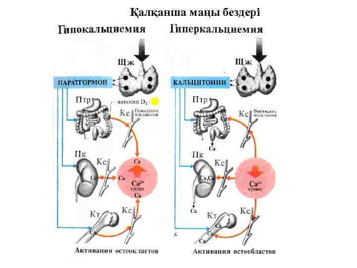 Қалқанша маңы бездері 