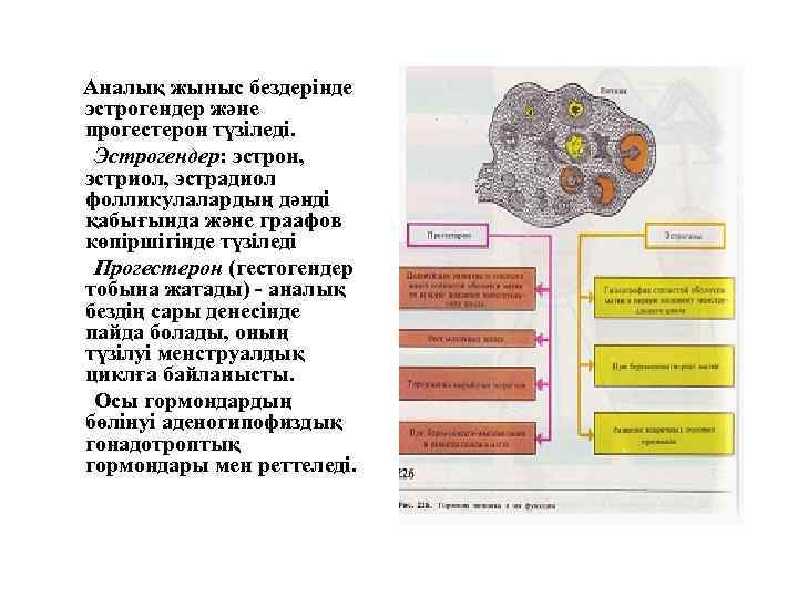 Аналық жыныс бездерінде эстрогендер және прогестерон түзіледі. Эстрогендер: эстрон, эстриол, эстрадиол фолликулалардың дәнді қабығында