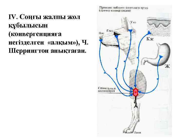 IV. Соңғы жалпы жол құбылысын (конвергенцияға негізделген «алқым» ), Ч. Шеррингтон анықтаған. 