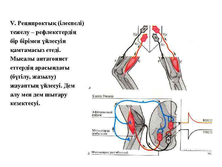 V. Реципроктық (ілеспелі) тежелу – рефлекстердің бірімен үйлесуін қамтамасыз етеді. Мысалы антагонист еттердің арасындағы