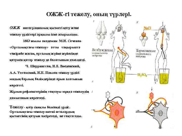 ОЖЖ-гі тежелу, оның түрлері. ОЖЖ интеграциялық қызметі қозу және тежелу үрдістері арқылы іске асырылады.