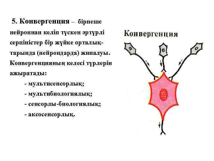 5. Конвергенция – бірнеше нейроннан келіп түскен әртүрлі серпіністер бір жүйке орталықтарында (нейрондарда) жиналуы.