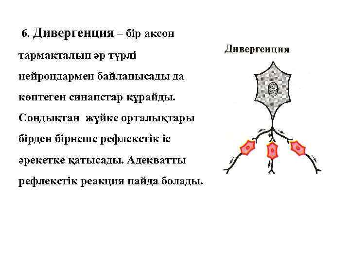 6. Дивергенция – бір аксон тармақталып әр түрлі нейрондармен байланысады да көптеген синапстар құрайды.