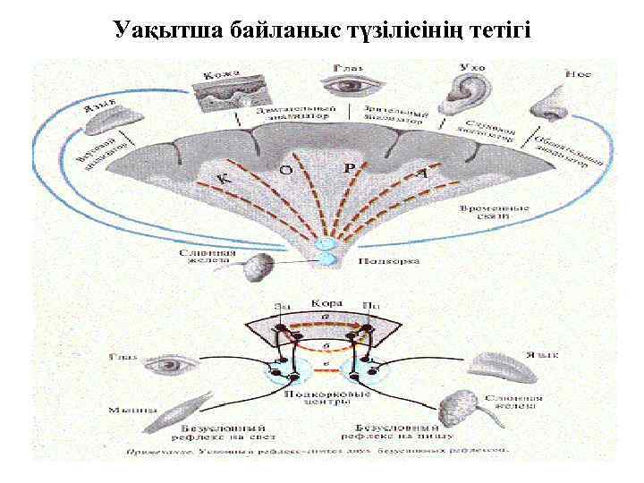 Уақытша байланыс түзілісінің тетігі 