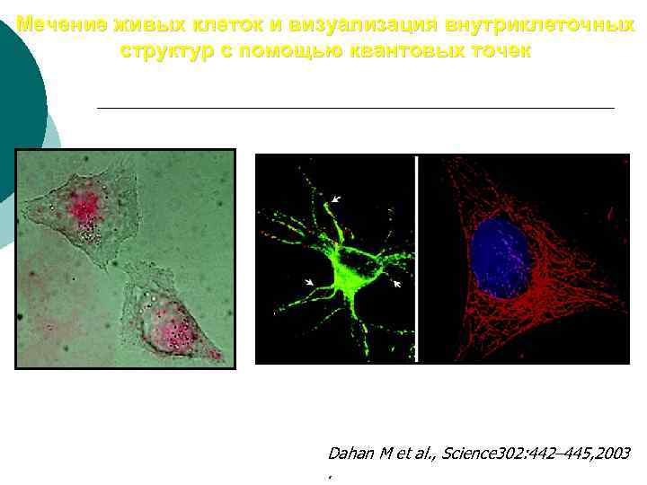 Мечение живых клеток и визуализация внутриклеточных структур с помощью квантовых точек Dahan M et