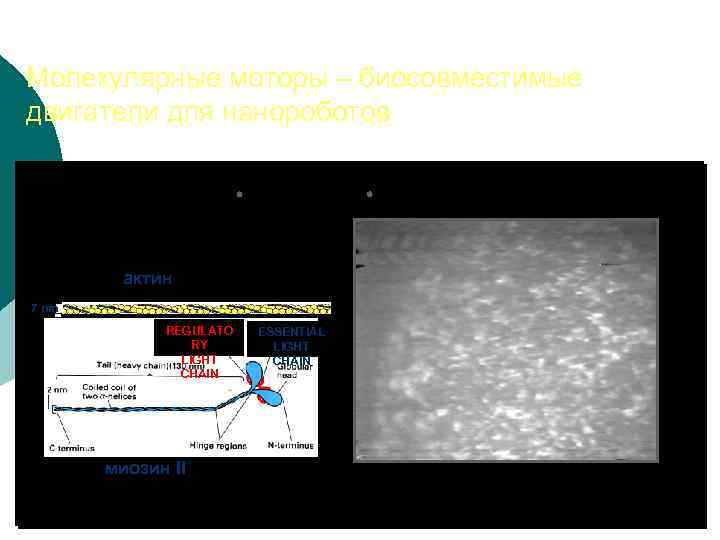Молекулярные моторы – биосовместимые двигатели для нанороботов миозины кинезины динеины актин 7 nm REGULATO