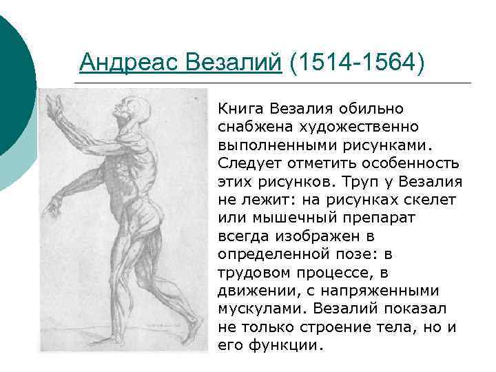 Андреас Везалий (1514 -1564) Книга Везалия обильно снабжена художественно выполненными рисунками. Следует отметить особенность